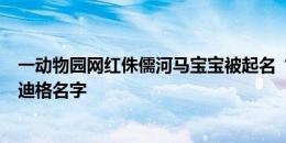 一动物园网红侏儒河马宝宝被起名“托尼”，灵感来源于吕迪格名字